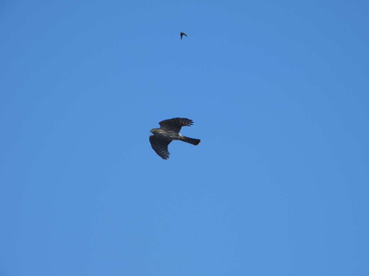 Cooper's Hawk - ML491762521