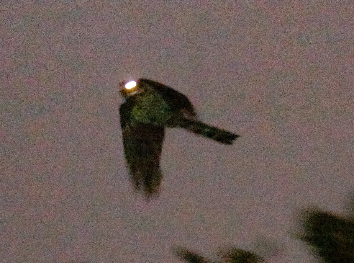 Great Eared-Nightjar - ML491762721