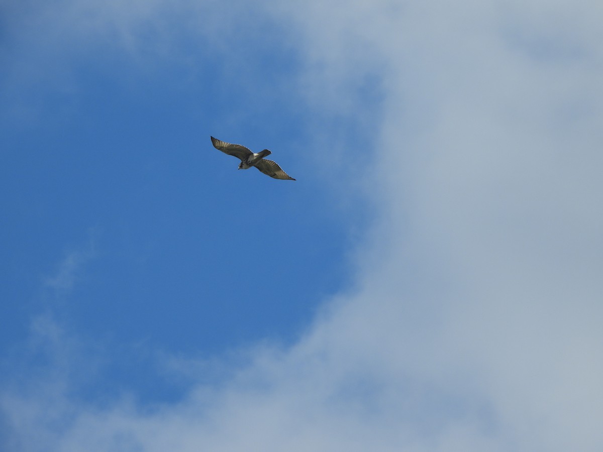 Red-tailed Hawk - ML491762961