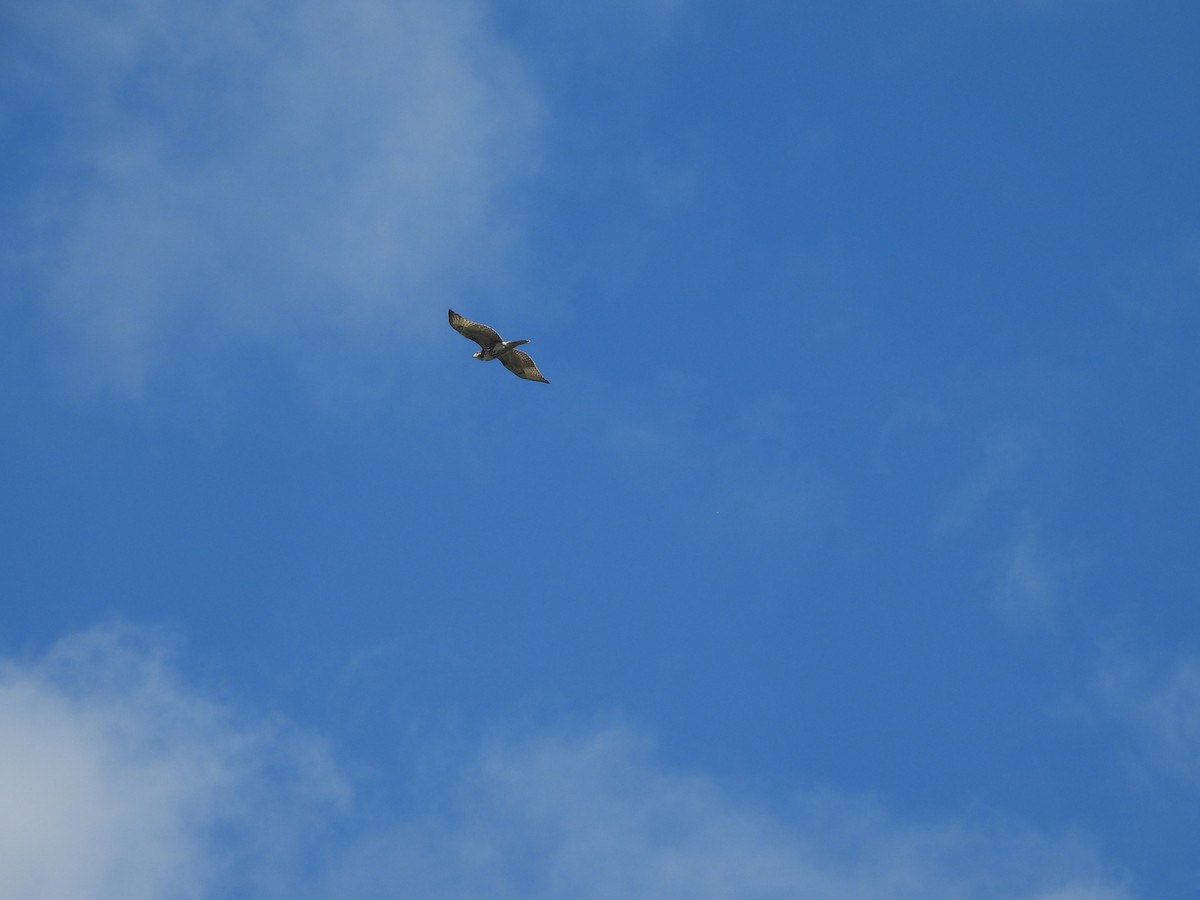 Red-tailed Hawk - ML491762971