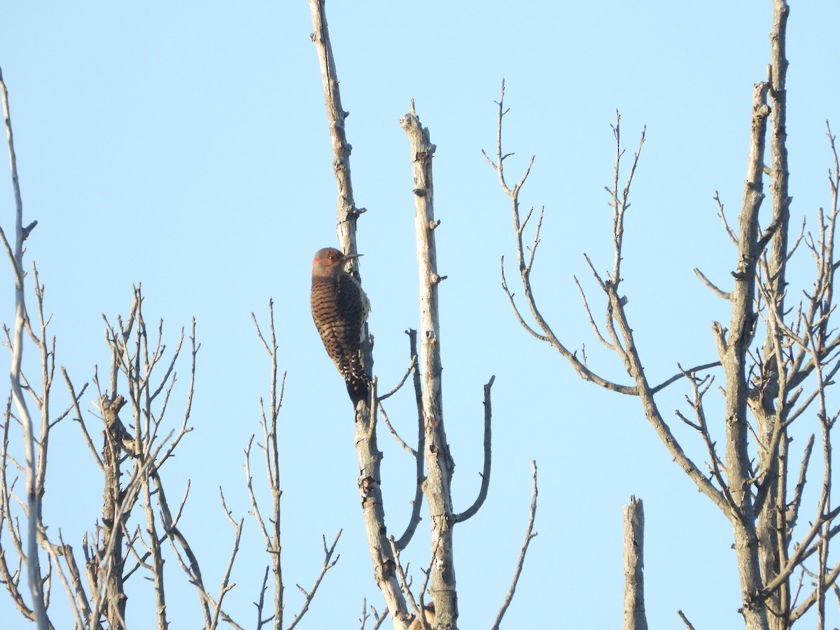 Northern Flicker - ML491763291