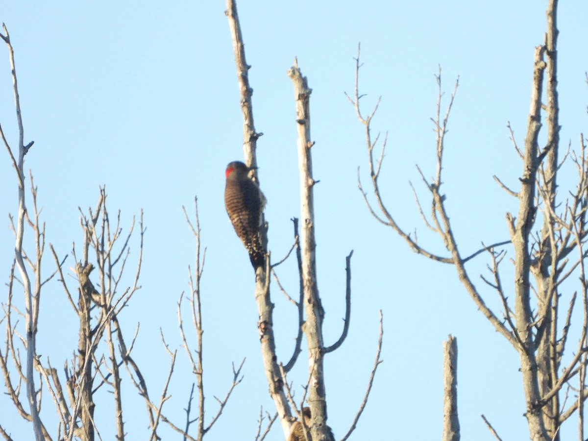 Northern Flicker - ML491763301