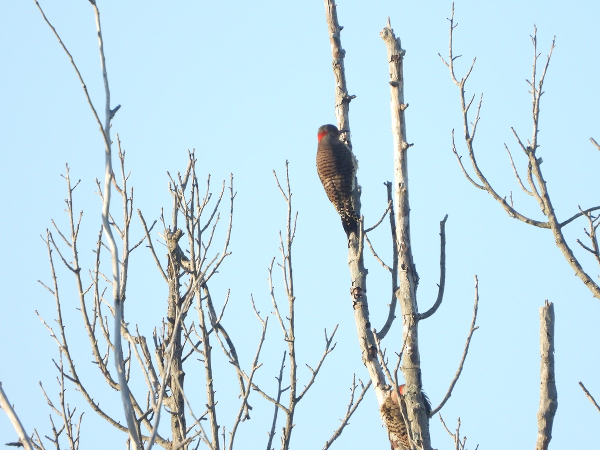 Northern Flicker - ML491763311