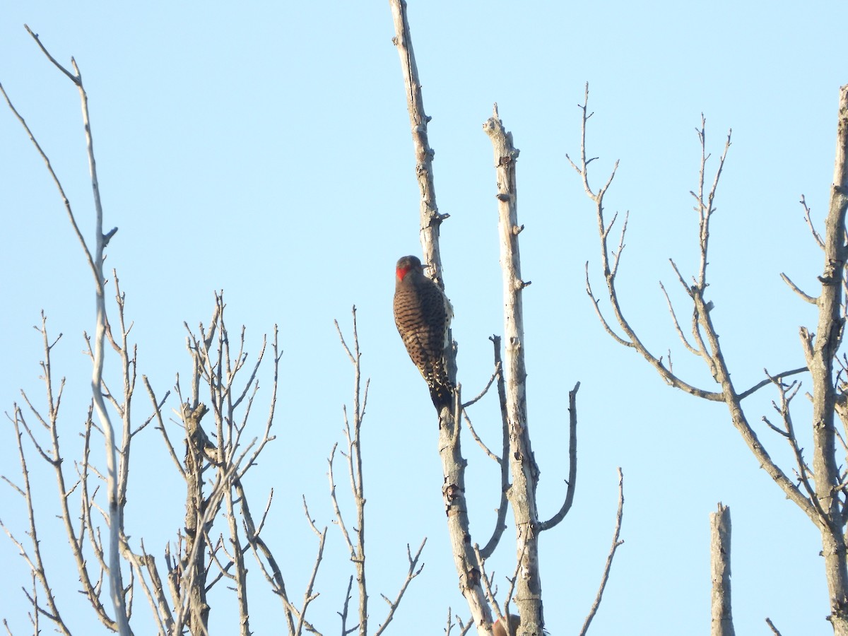 Northern Flicker - ML491763321