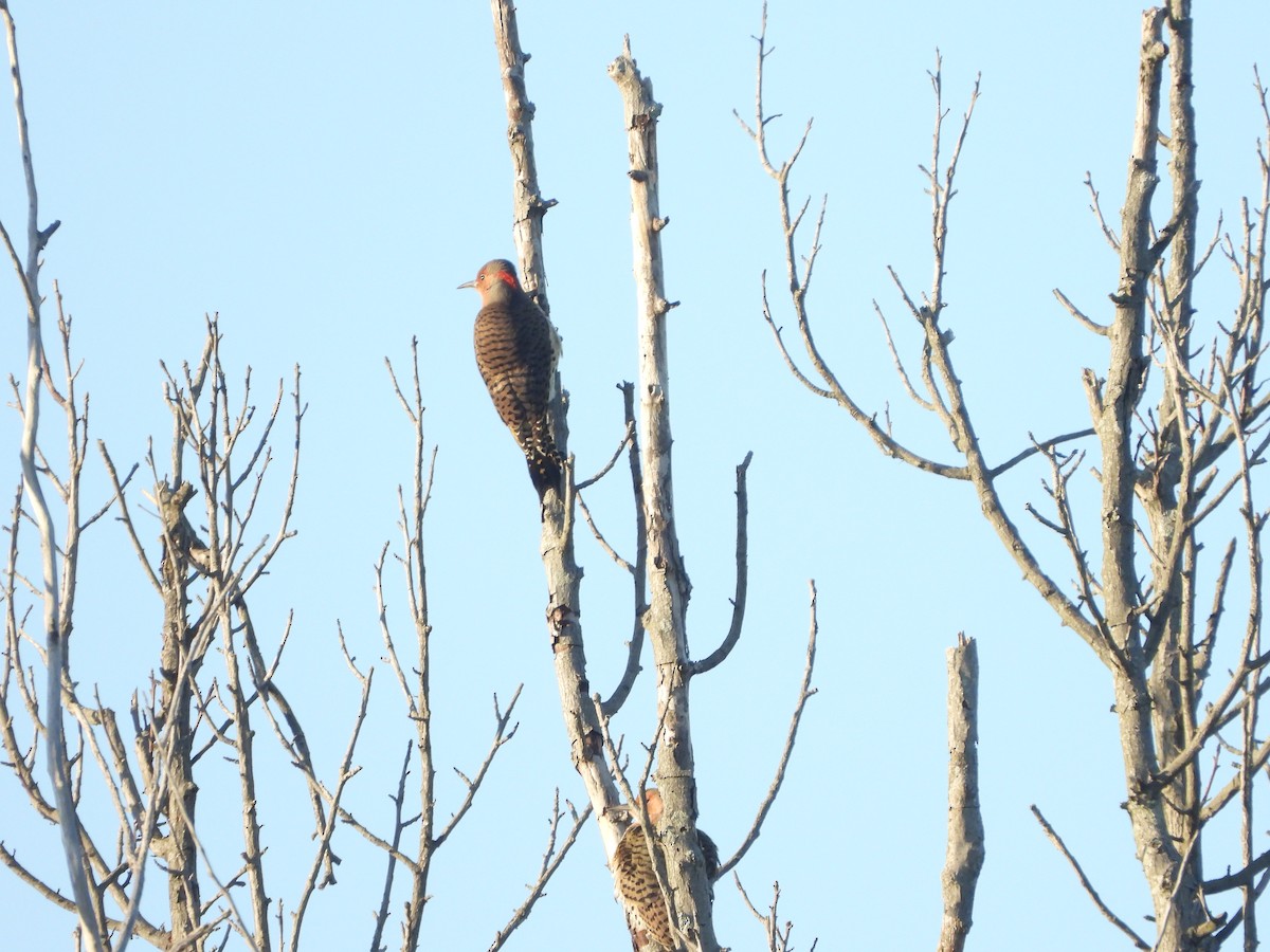 Northern Flicker - ML491763341