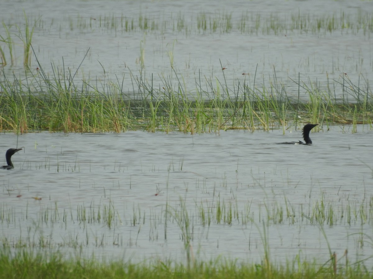 Indian Cormorant - ML491764301