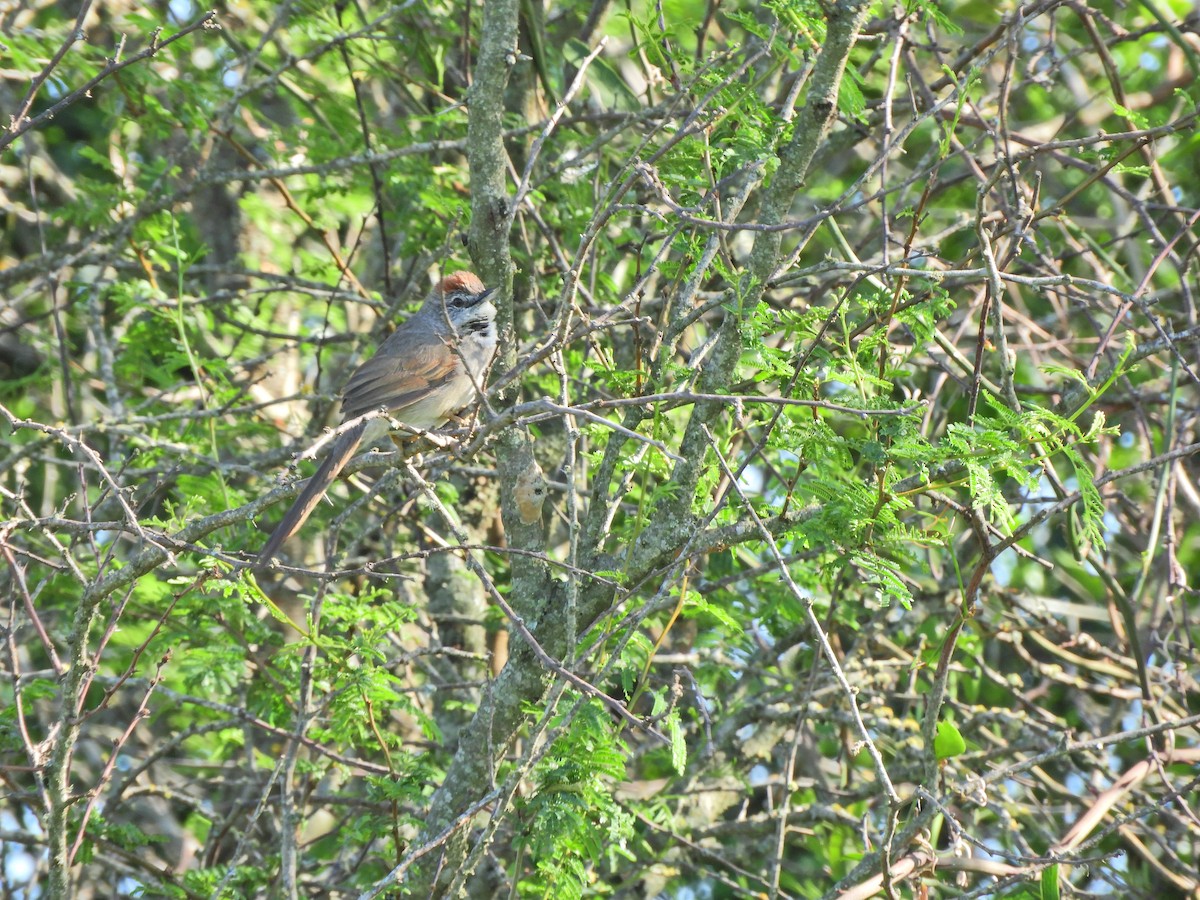 Pale-breasted Spinetail - ML491765741