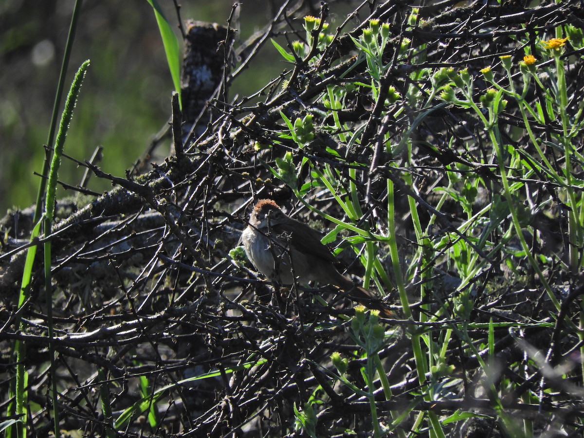 Pale-breasted Spinetail - ML491765751