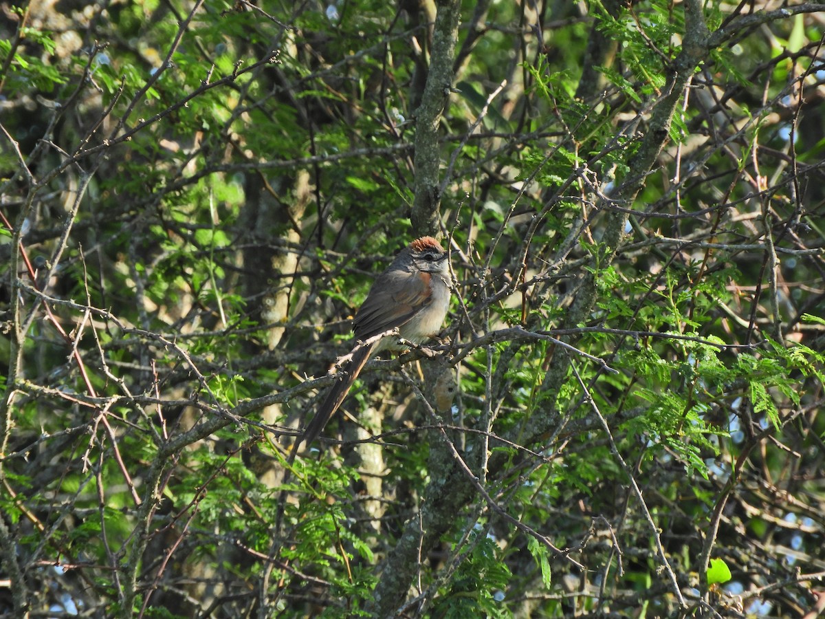 Pale-breasted Spinetail - ML491765771