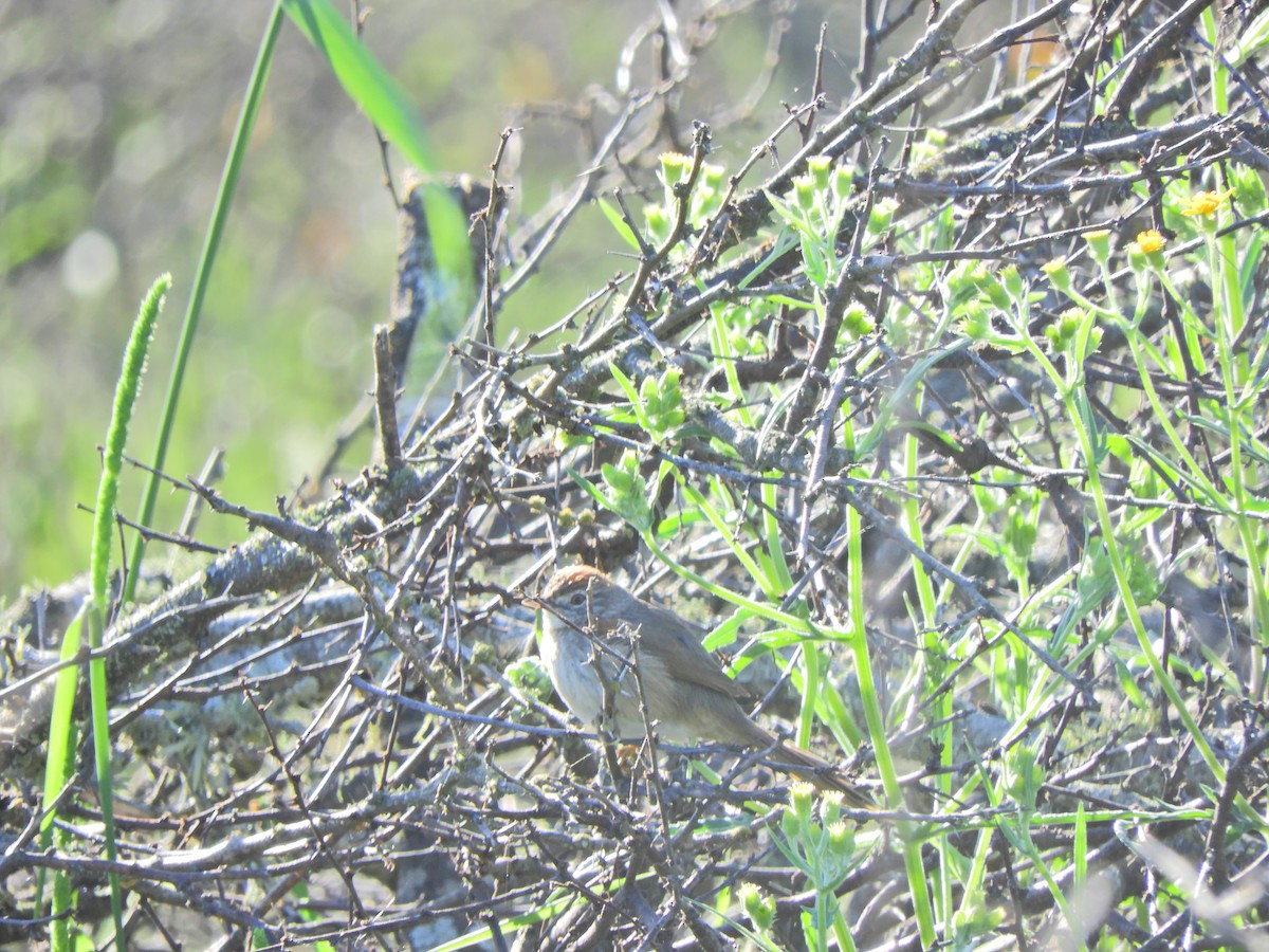 Pale-breasted Spinetail - ML491765781