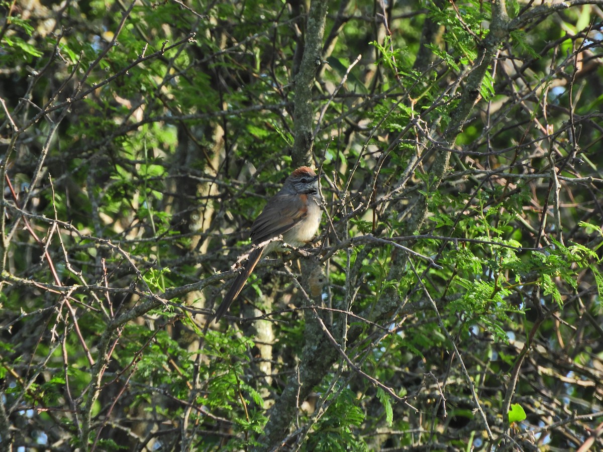 Pale-breasted Spinetail - ML491765791