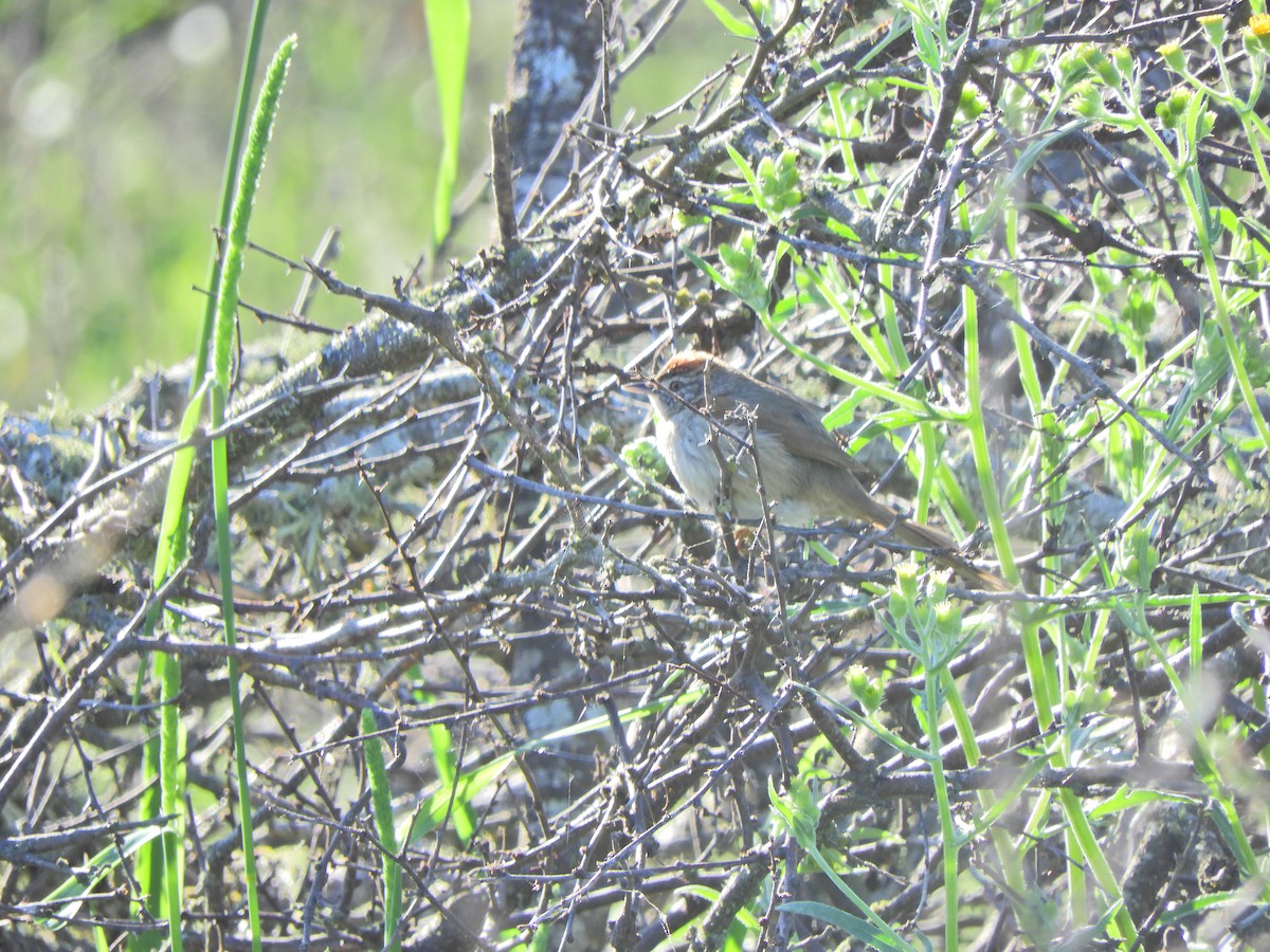 Pale-breasted Spinetail - ML491765801