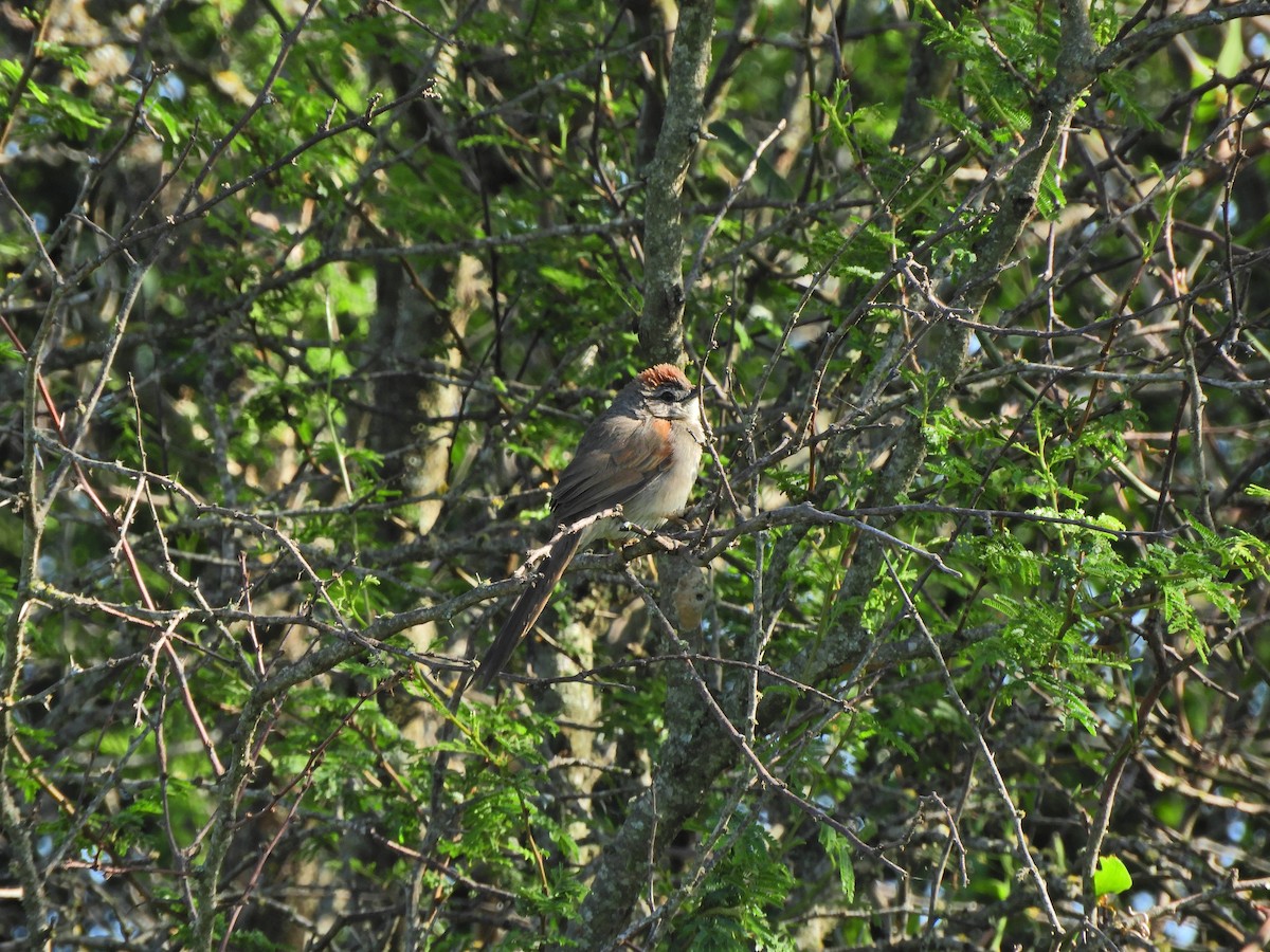 Pale-breasted Spinetail - ML491765811