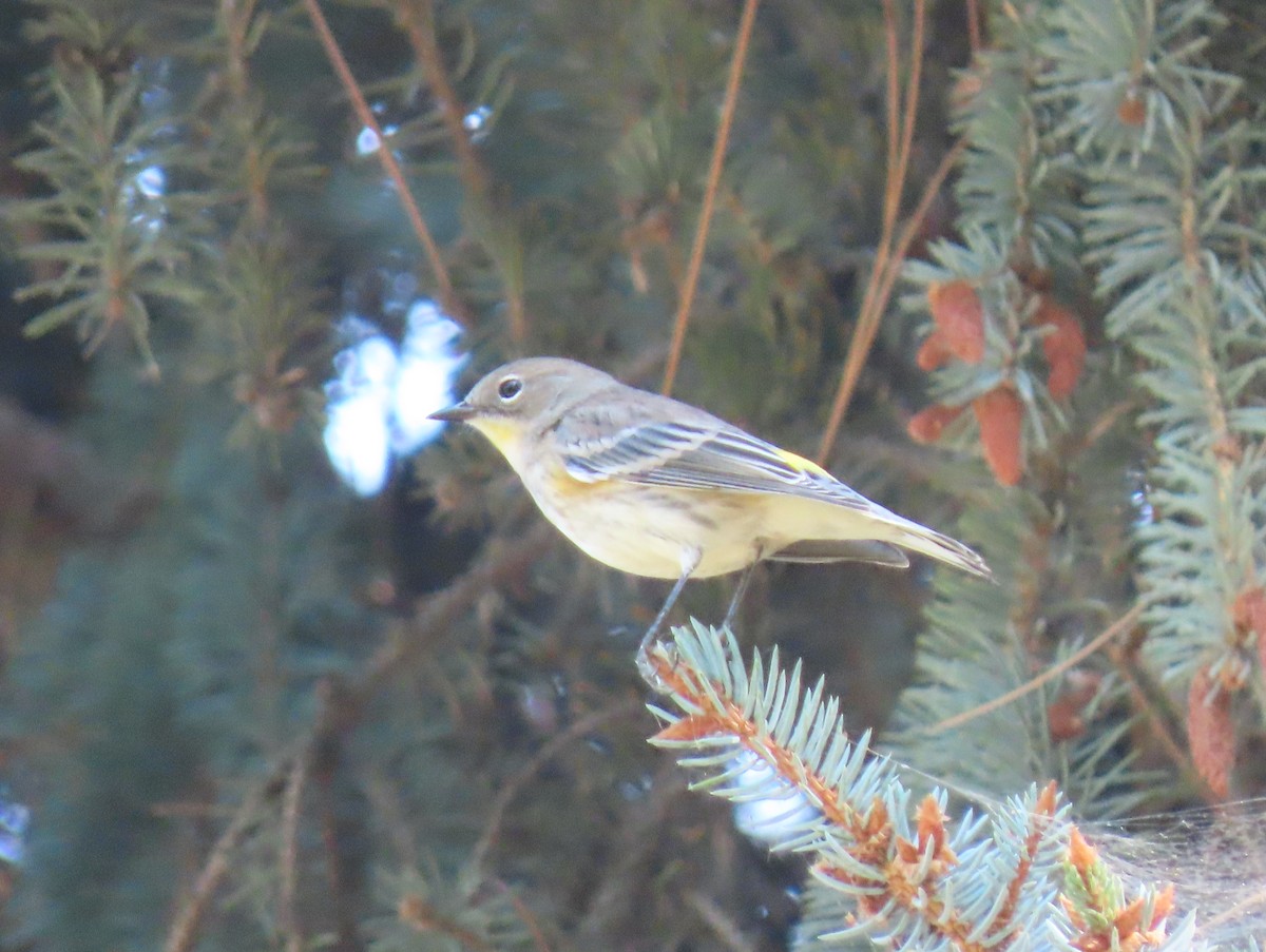 Yellow-rumped Warbler - ML491765881