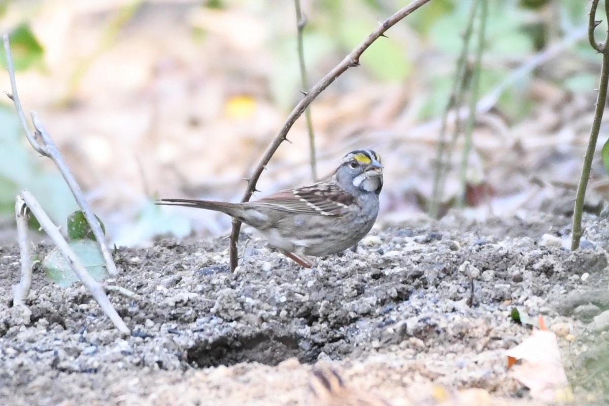 White-throated Sparrow - Angelica Becker
