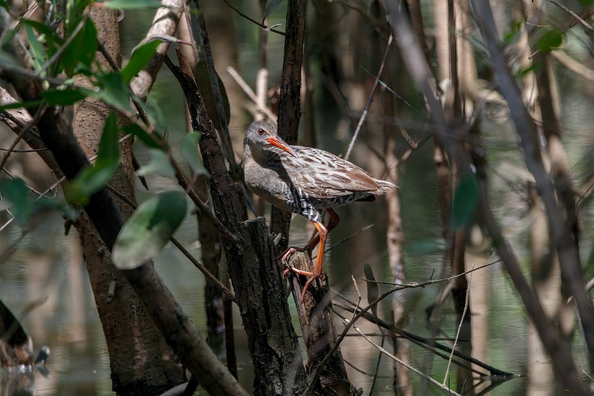 Mangrove Rail - ML491766641