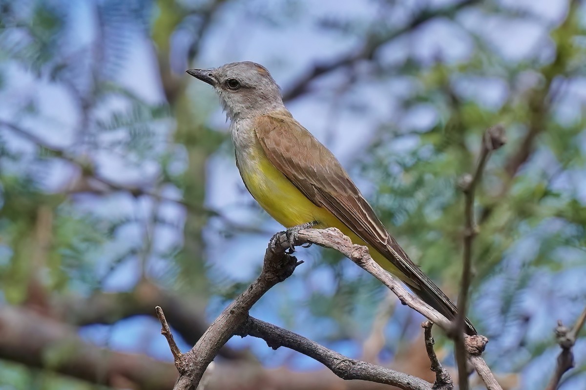 Western Kingbird - ML491767931