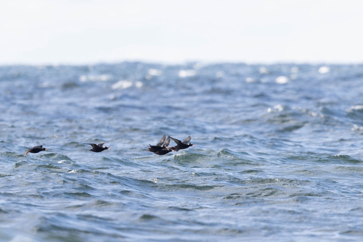 Surf Scoter - ML491770351