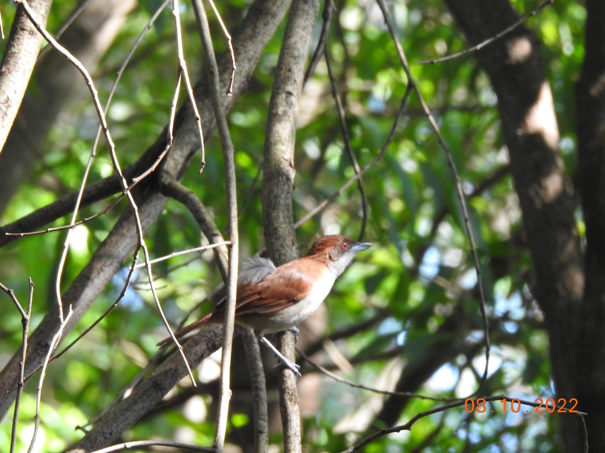 Great Antshrike - ML491770441