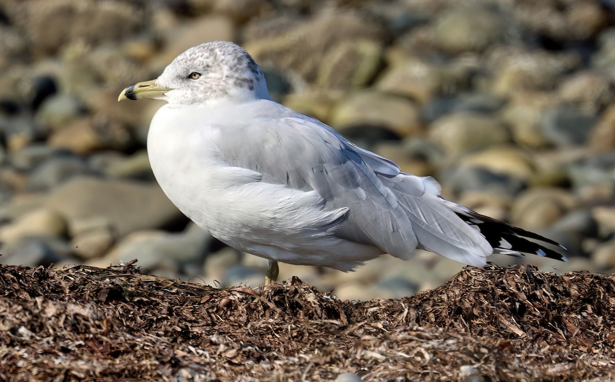 Ring-billed Gull - ML491770761