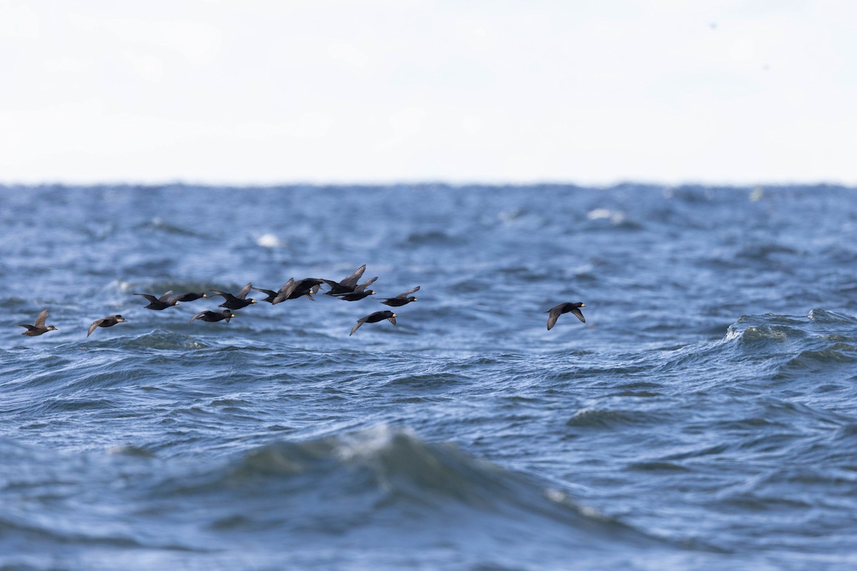 Black Scoter - ML491771021