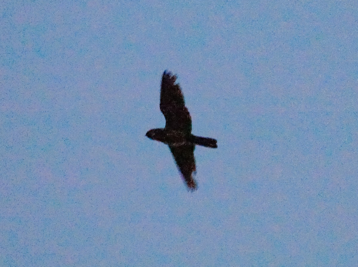 Malaysian Eared-Nightjar - ML491771091