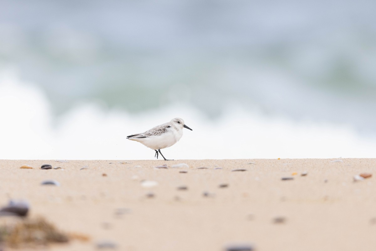 Bécasseau sanderling - ML491771211