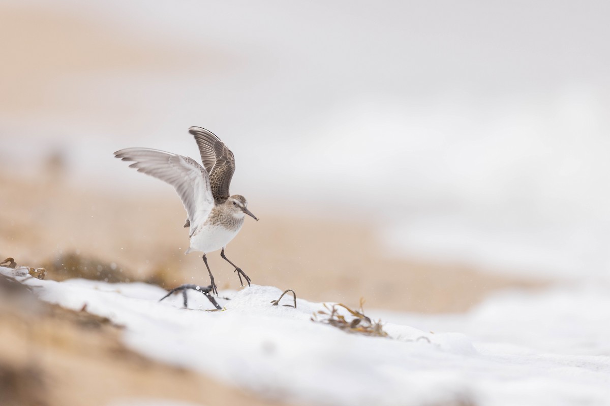 White-rumped Sandpiper - ML491771271