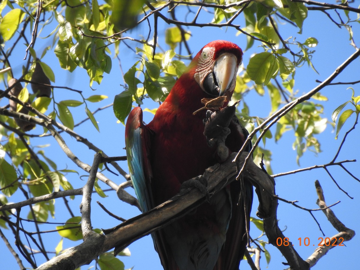 Red-and-green Macaw - ML491771341
