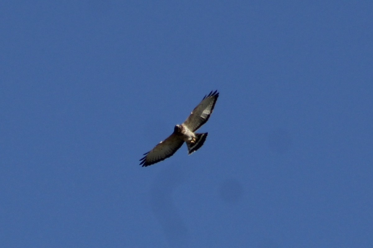Broad-winged Hawk - ML491772411