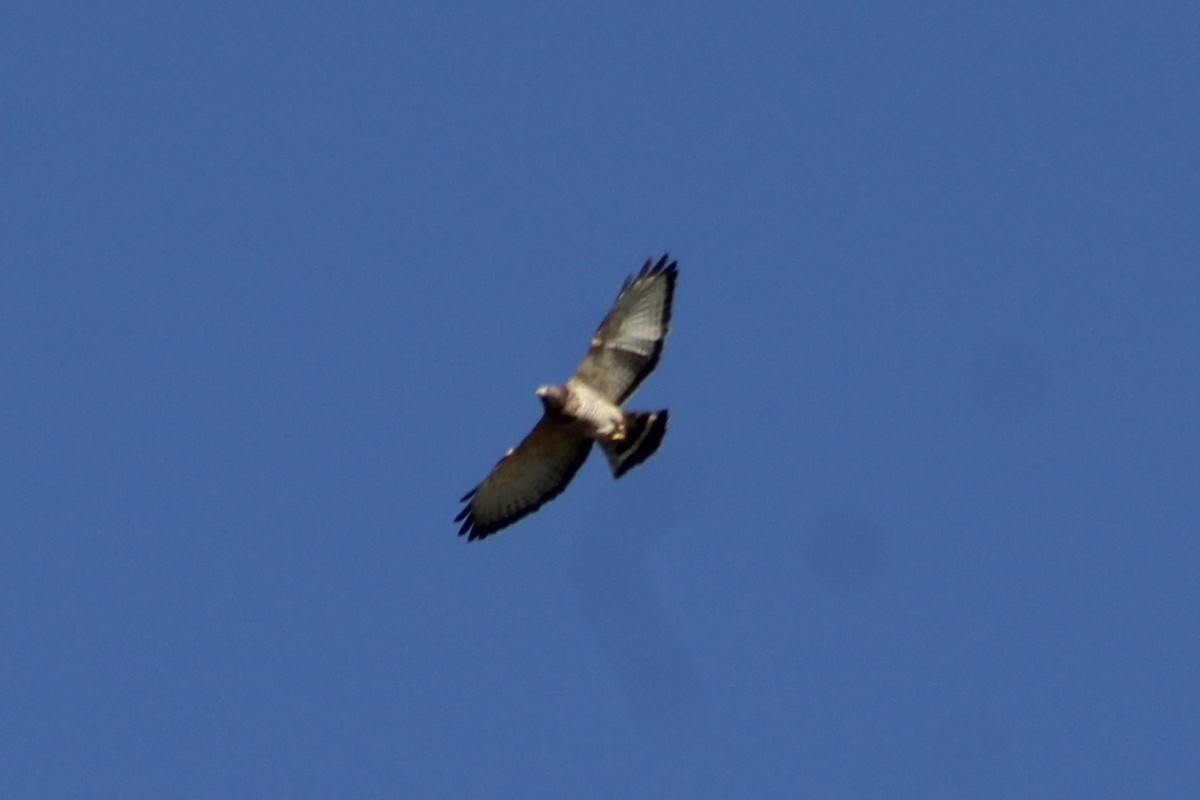 Broad-winged Hawk - ML491772421