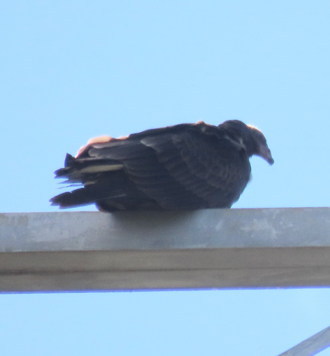 Turkey Vulture - ML491772721