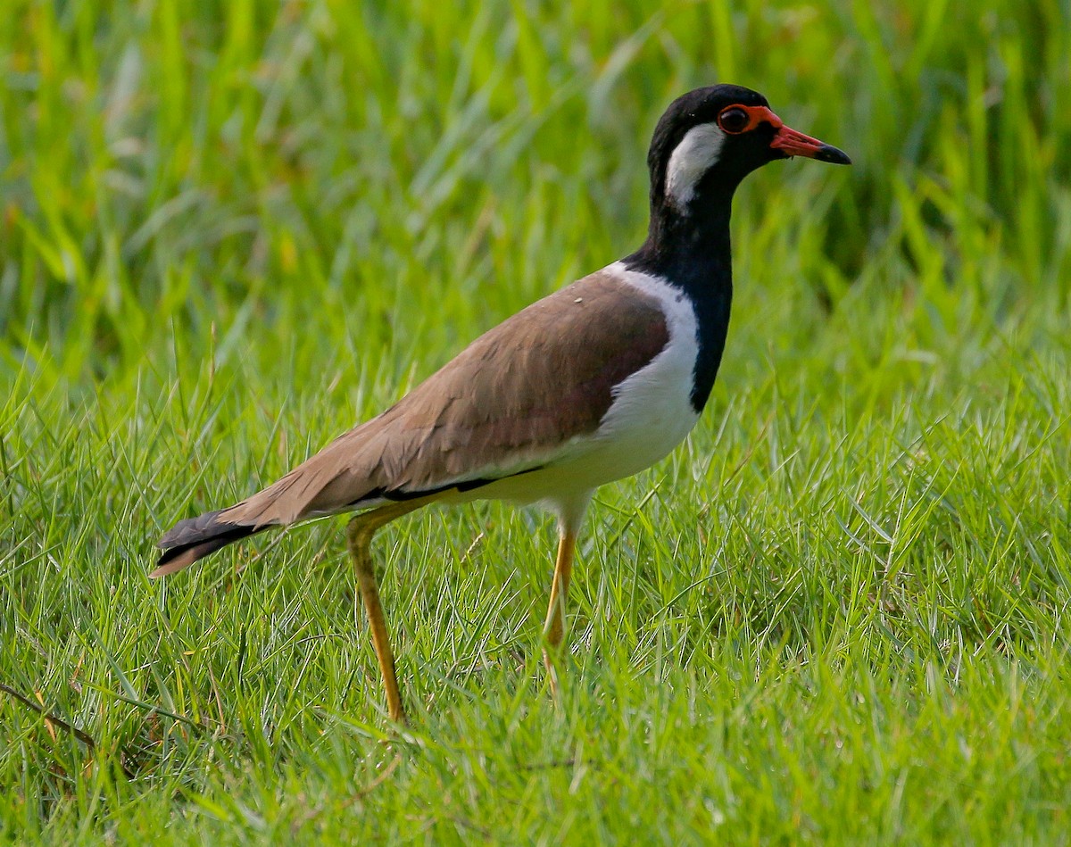 Red-wattled Lapwing - ML491773011