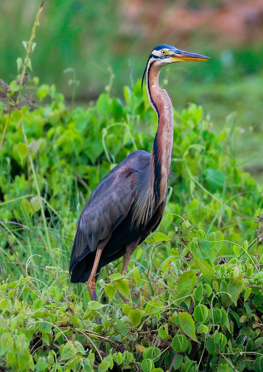 Purple Heron - Neoh Hor Kee