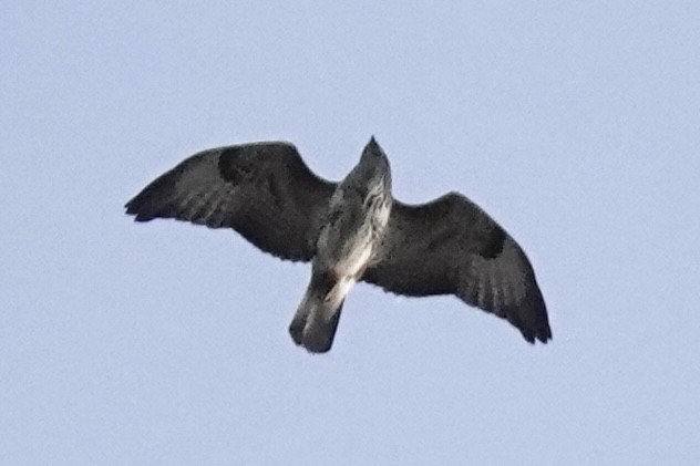 Common Buzzard - ML491775051
