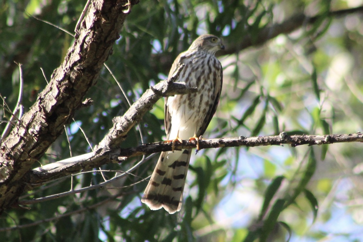 Sharp-shinned Hawk - ML491775071