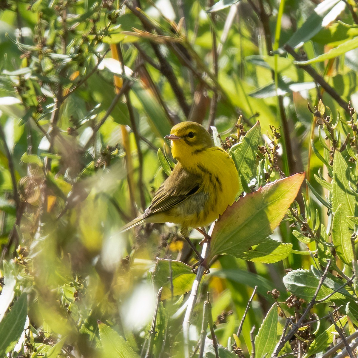 Prairie Warbler - Anonymous