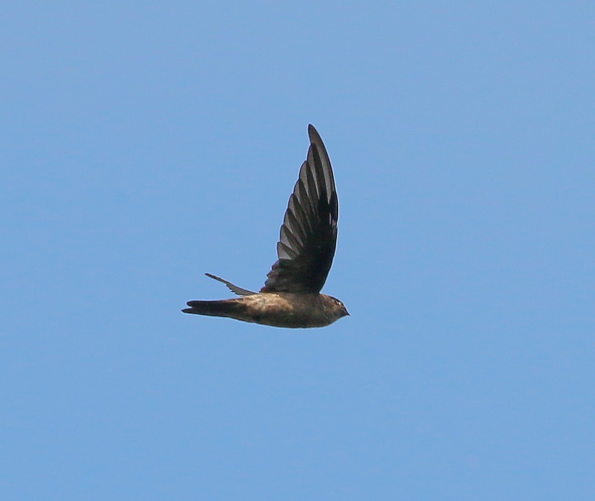 Black-nest Swiftlet - ML491776821