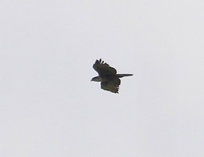 Rufous-bellied Eagle - ML491777111