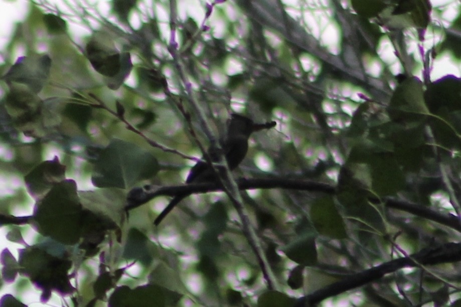 Greater Pewee - ML491777201