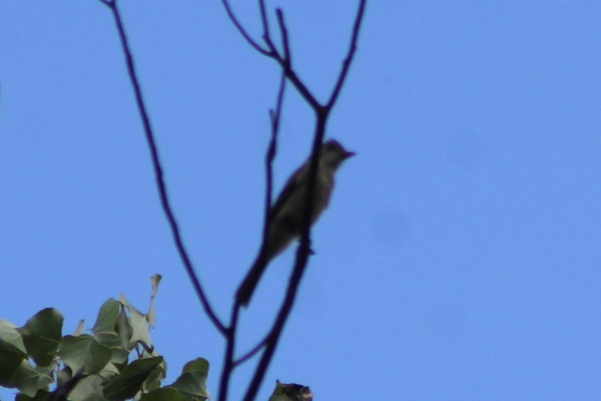 Greater Pewee - ML491777211