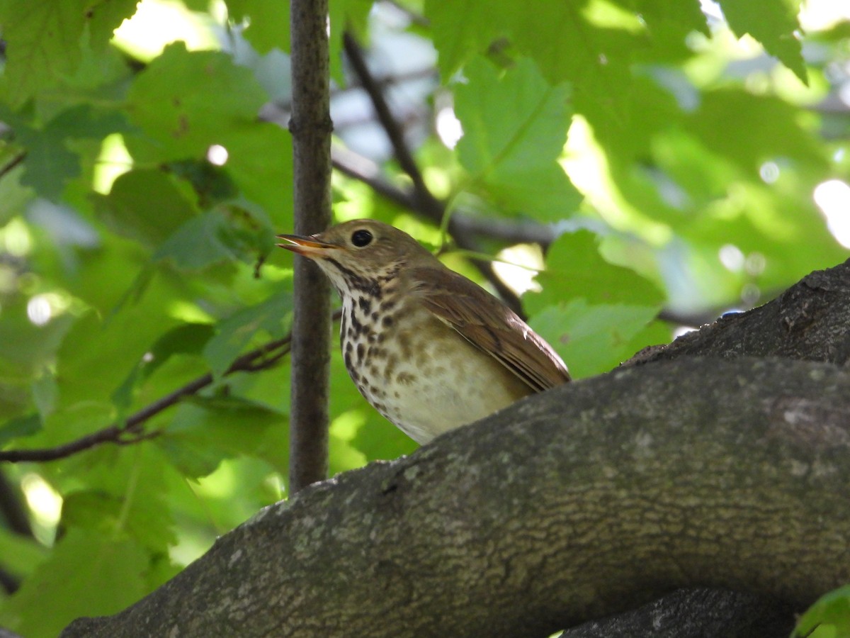 Hermit Thrush - ML491777781