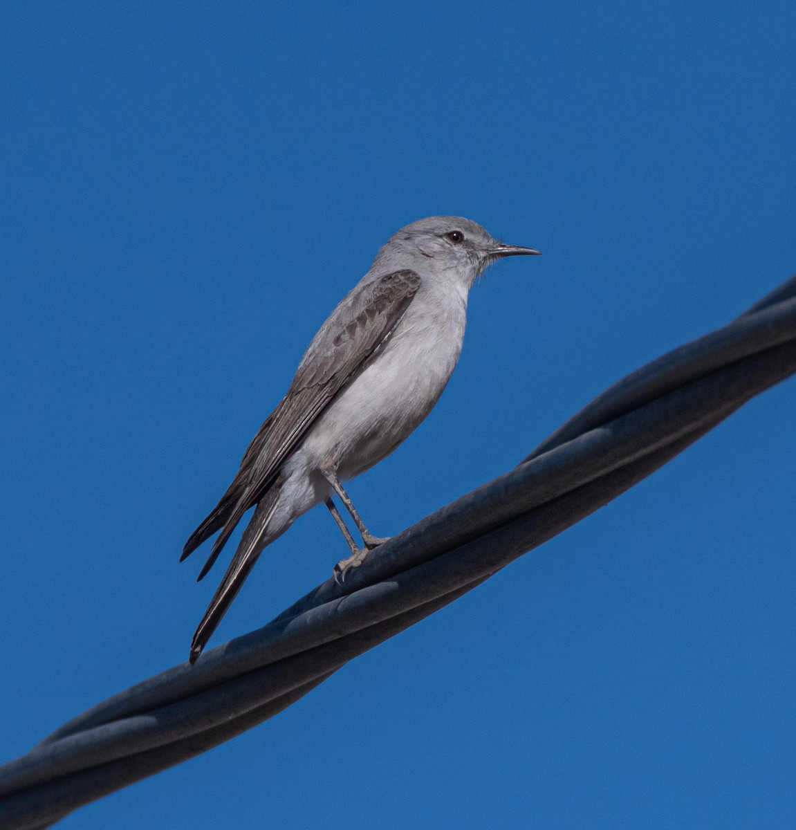 Puna Ground-Tyrant - ML491778091