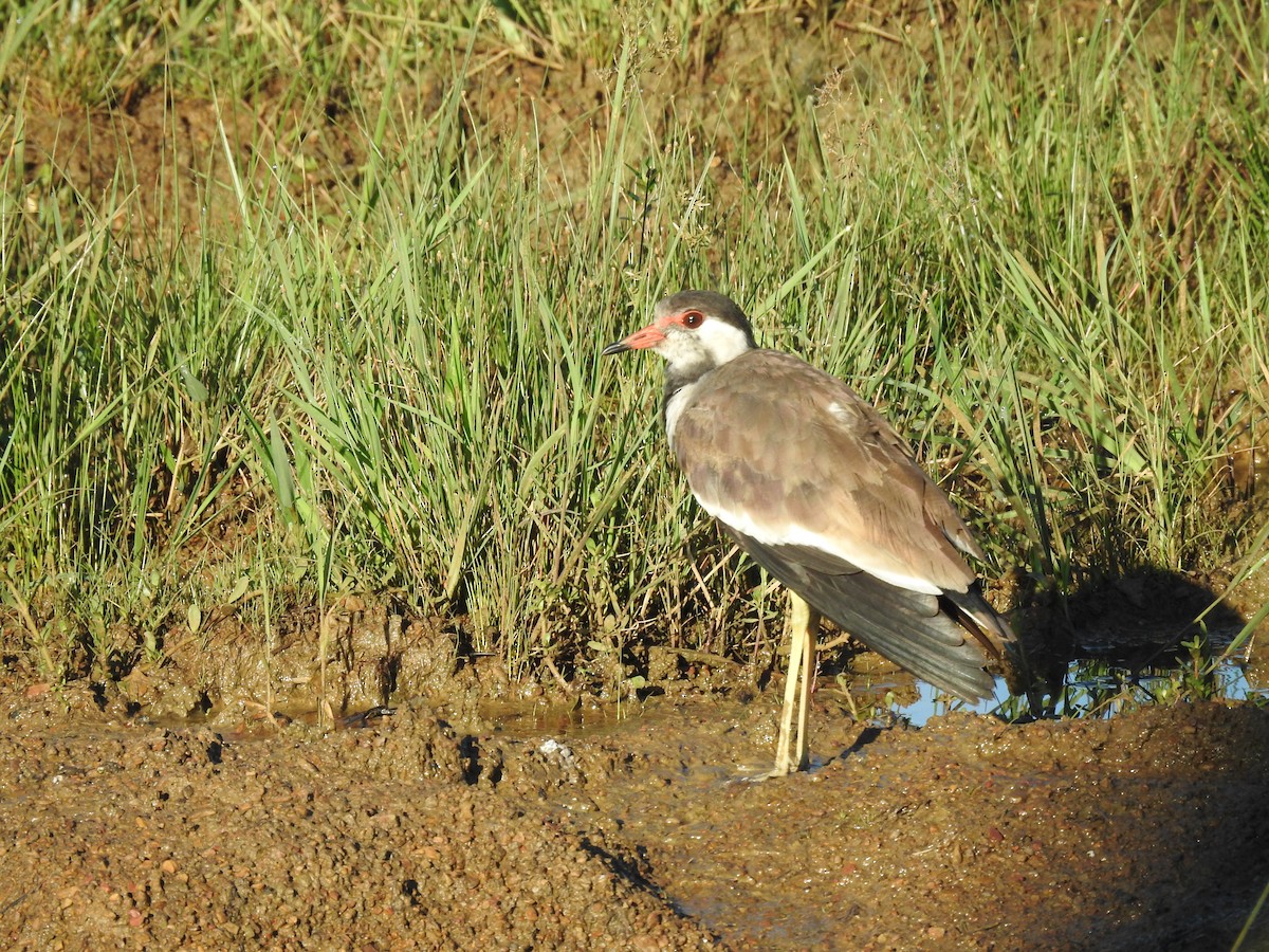 Red-wattled Lapwing - ML491779411