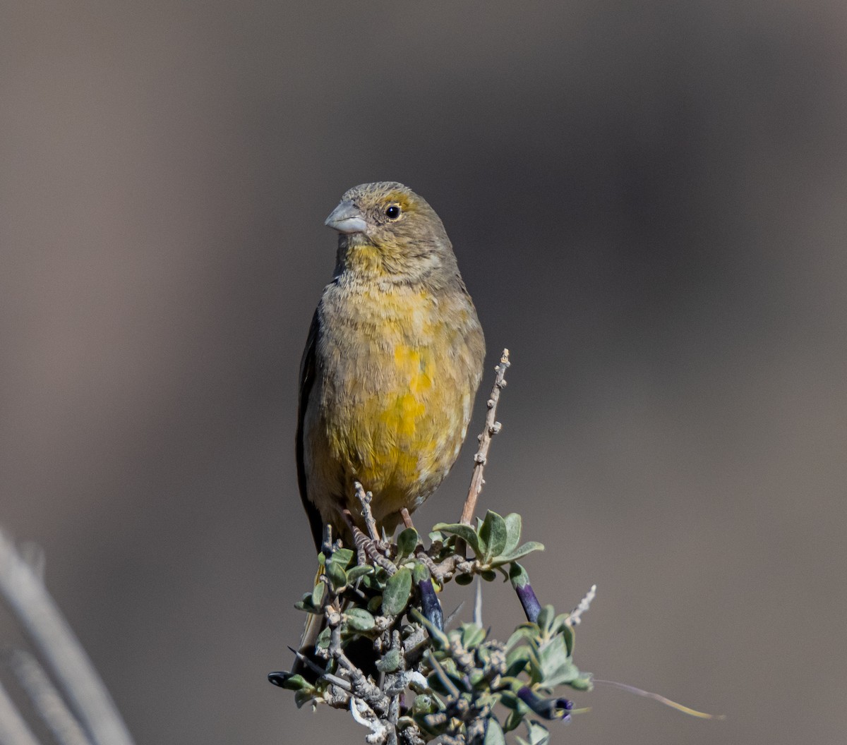 Greenish Yellow-Finch - ML491780201