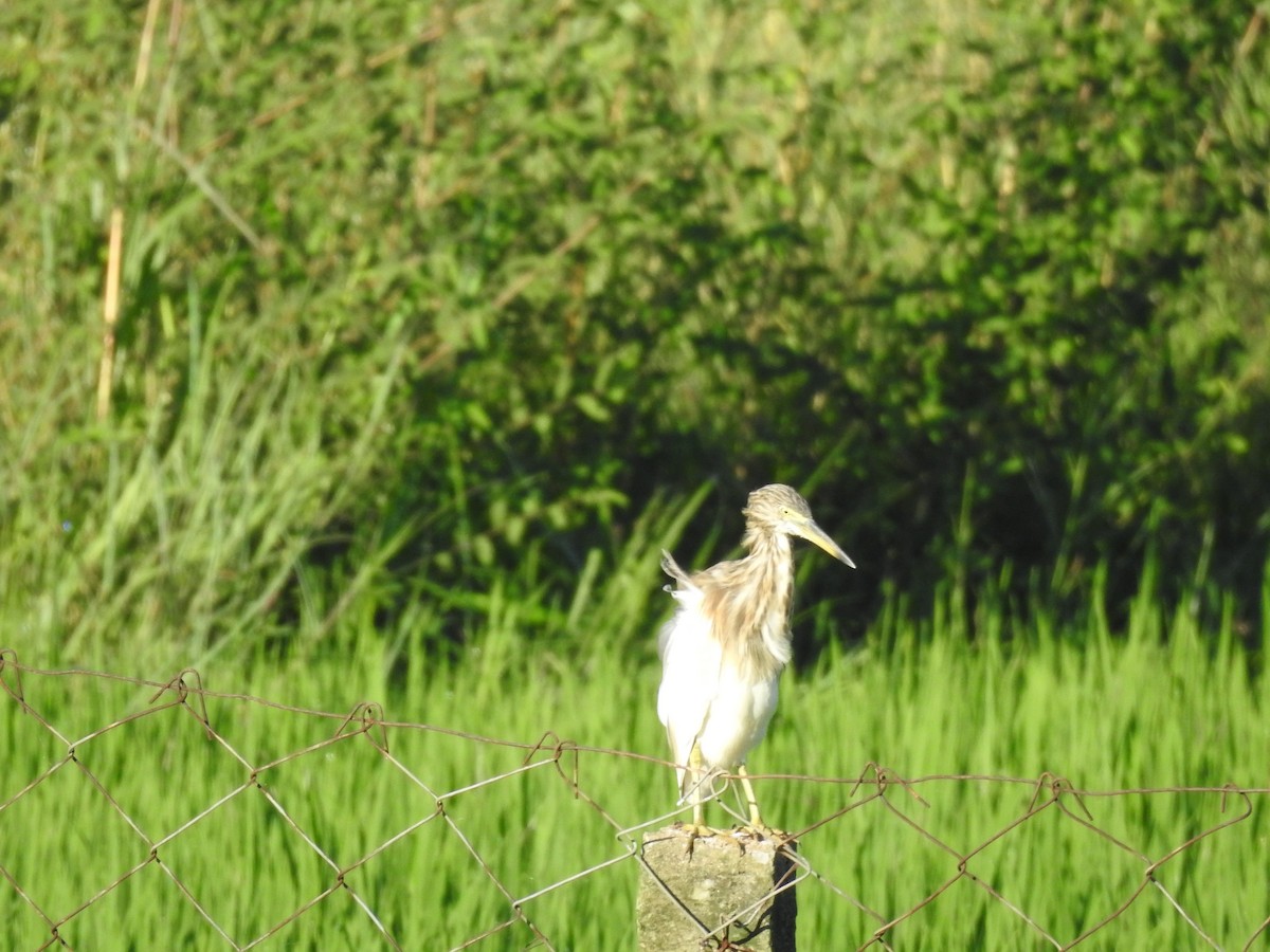 Indian Pond-Heron - ML491780411