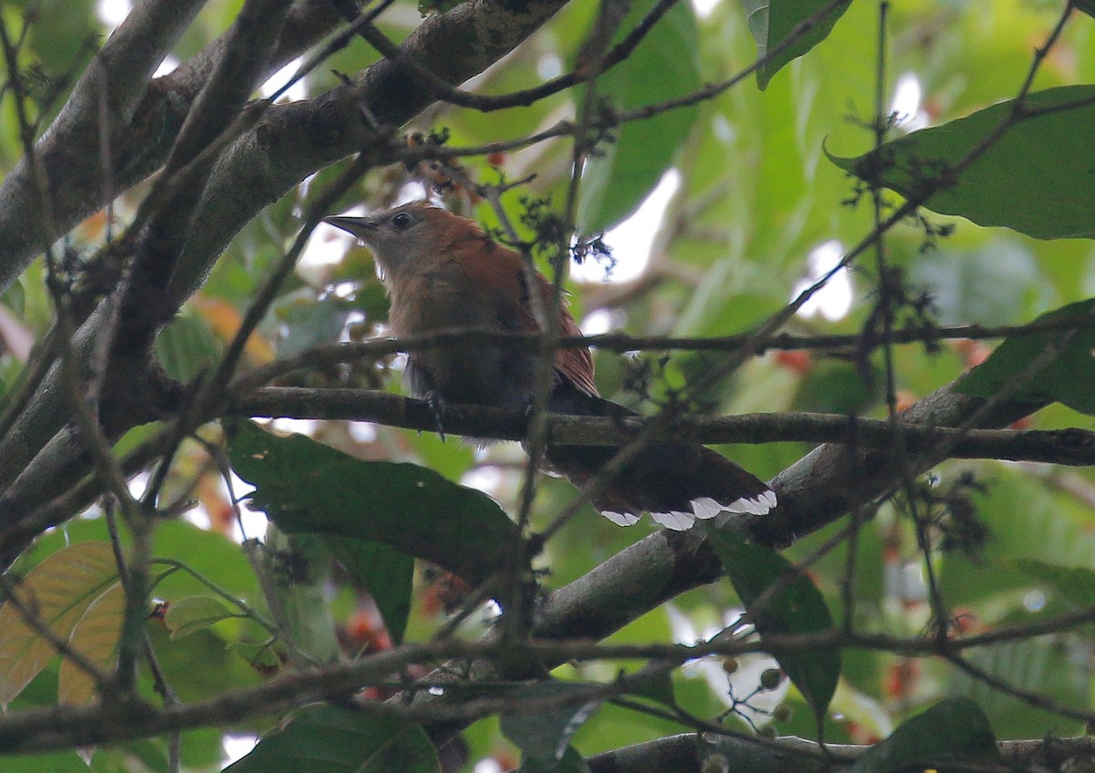 Raffles's Malkoha - ML491780621