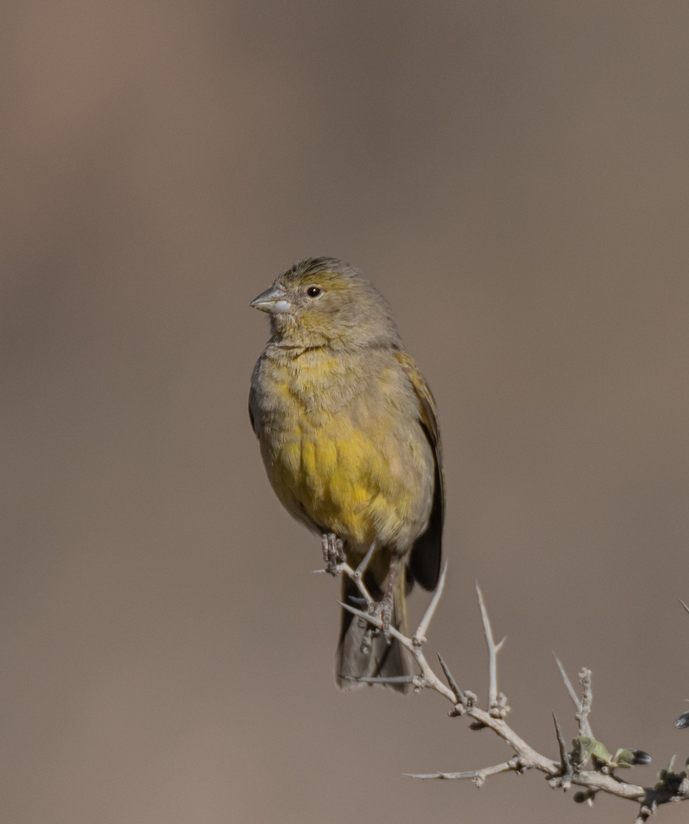 Greenish Yellow-Finch - ML491780731