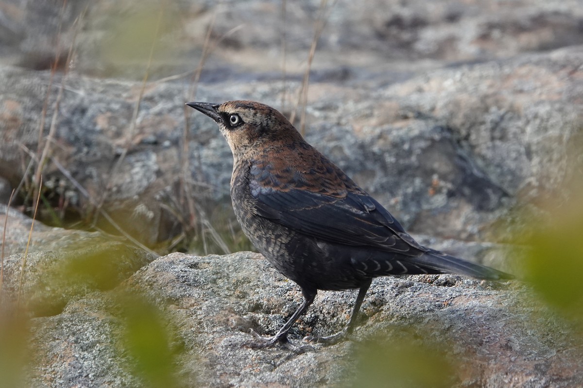 Rusty Blackbird - ML491780781