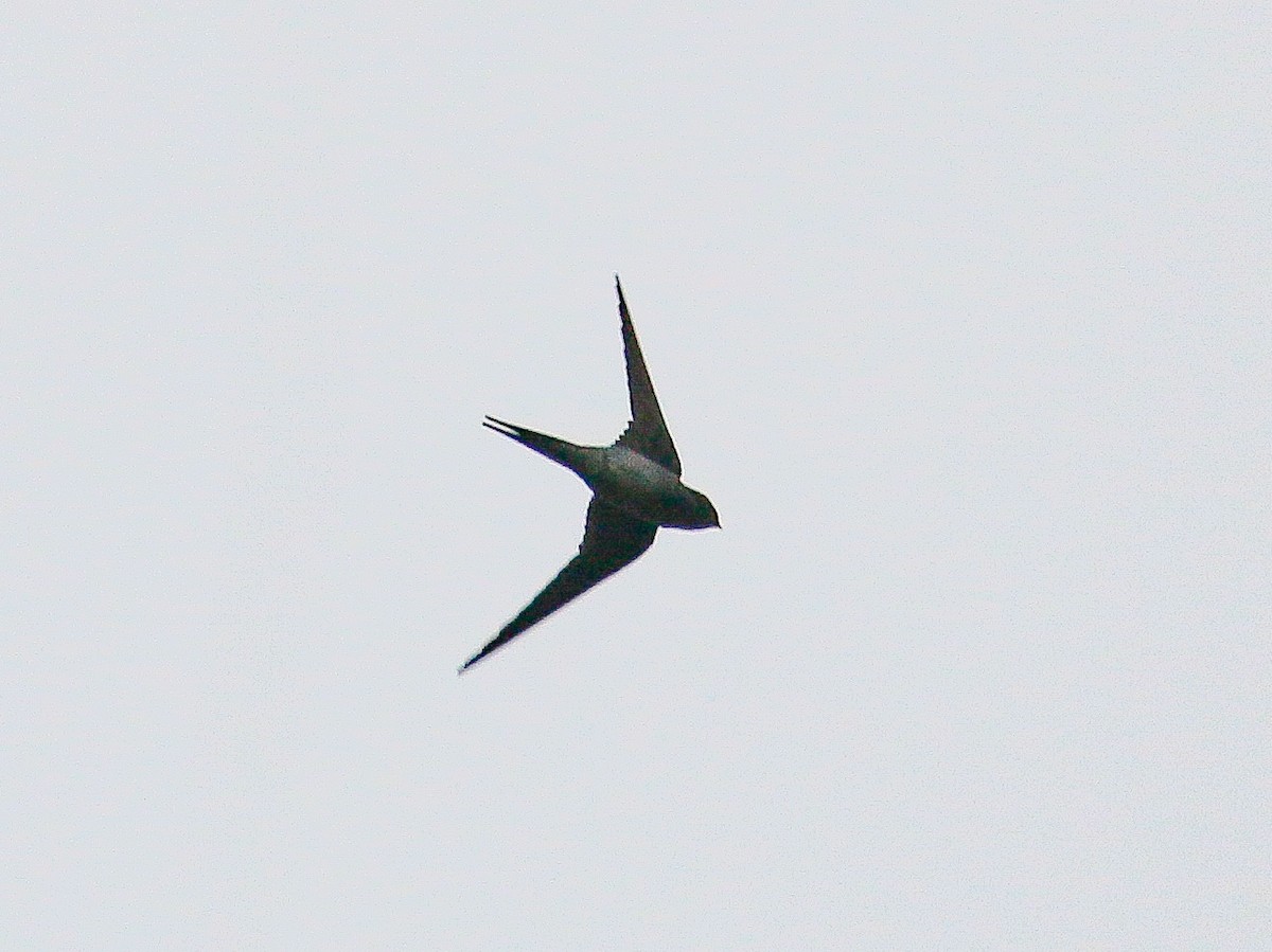 Gray-rumped Treeswift - ML491783141